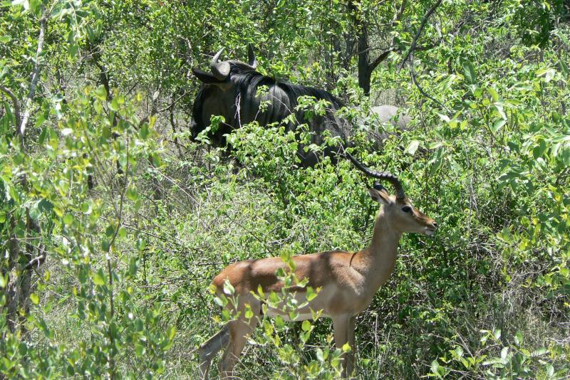 22 REGIONE DEL MPUMALANGA Parco Kruger